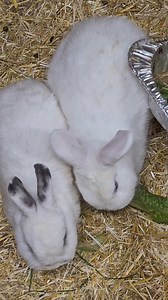 Waste not, want not 😉 | Warren Peace Bunny Sanctuary