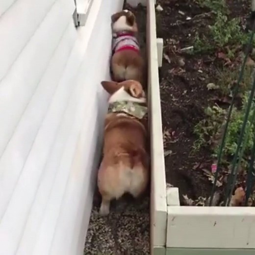 Double trouble, double bubble 🍑🍑 | LADbible