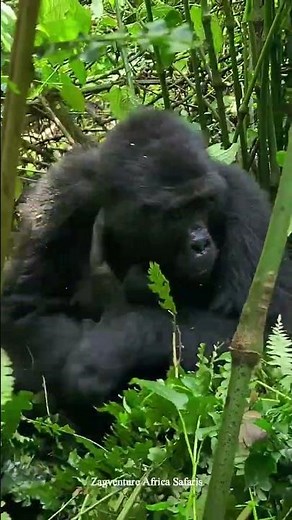 Why Do Mother Gorillas Spend 100% Of their time with their Babies?