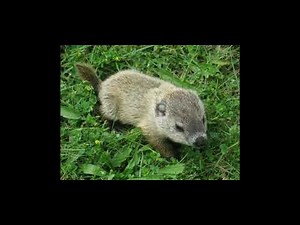 Little Groundhogs a song by Matt Thom