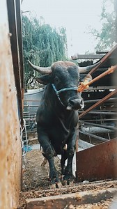 23K views · 829 reactions |  Una de nuestras metas hoy se cumple, pisar la luz Texas Guanajuato, vamos con todo, F3️⃣, Suela roja, Caminante, Chiltepin encabezan la lista  Aya nos vemos gente Jaripeyera 﫱‍﫲 #lacunadelreparo #reelsviral | Rancho El Guamuchil De Luis Garcia Oficial | Facebook