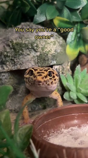 The Dangers of Cohabbing Leopard Geckos: Separate for Their Safety