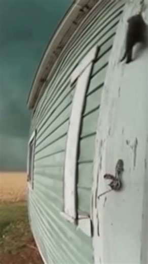 Failed rescue of little kitten #kitten #cat #animals #cuteanimals #shocking #viralvideo