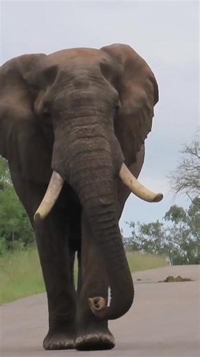 Africa's gentle giant🐘 #wild #leo #story #lions #wildlife #nature #animals | African Bush Kingdom