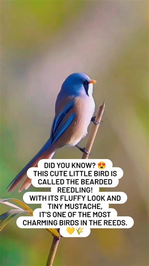 A tiny bird with a funny mustache and endless charm — the Bearded Reedling is nature’s little comedian! 💛😂🌿#BeardedReedling #CuteBirds #BirdShorts #NatureLovers #BirdsOfTheWorld #WildlifeShorts #AdorableAnimals #NatureVibes #FunnyBirds #BeautifulBirds | perkutut gacoor