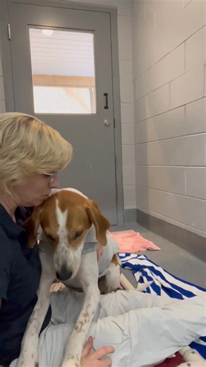 *ADOPTED* 💙Hey there, I'm Moose! 🫎 I'm a 5 year old English Foxhound who's a friendly, sweet soul, I enjoy playing and love to explore. I've got energy to spare and a curiosity that keeps life interesting. I'm independent too, happy to do my own thing but always ready for a good cuddle. I do like some large dogs, but I'm not a fan of cats, so a feline-free home would be best for me. I would also do best in a home without small children as I do have some anxiety and can be unsure of my surround