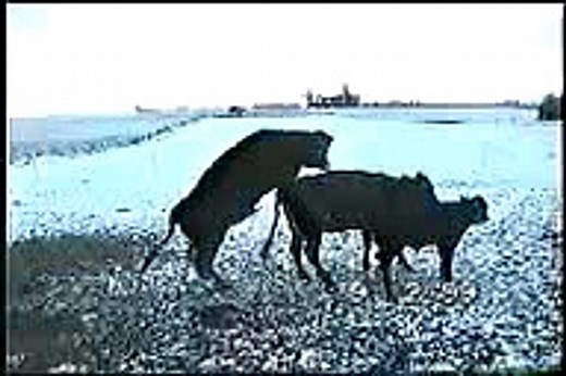 Accouplement d'un taureau