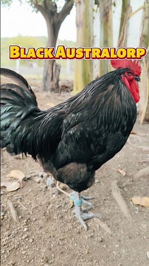 Black Australorp Chicken