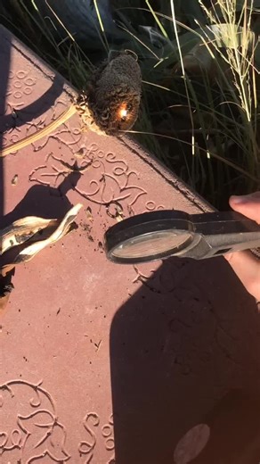 Burning things with a magnifying glass #amazing #outdoors #fyp #forypuage ￼