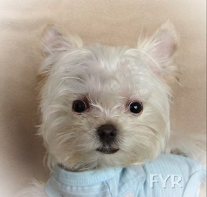 3.1K views · 704 reactions | Florida Yorkie Rescue on Reels | Facebook