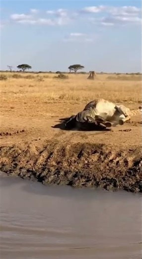 Nile Crocodile Ambushes Thirsty Giraffe – Insane Wild Animal Encounter 😱 #Shorts #Wildlife