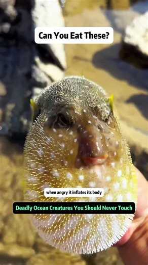 Can You Eat These? Deadly Ocean Creatures You Should Never Touch 'Chubby baby, so cute' - but can it be eaten? This video takes you on a shocking and educational journey through some of the most dangerous sea creatures found along coastlines and reefs. From pufferfish and blue-ringed octopus to toxic crabs, cone snails, and stonefish, these animals may look harmless, adorable, or even delicious - but many of them carry lethal venom. Perfect for ocean lovers, beach foragers, and curious viewers, 