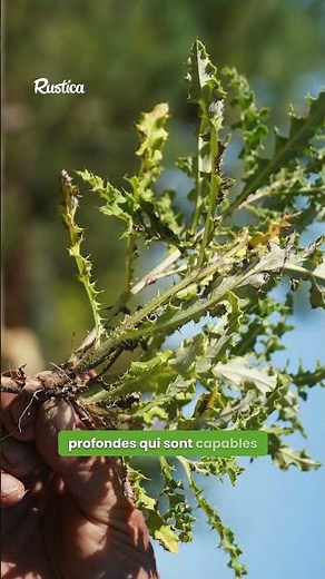 Say goodbye to thistles and dandelions