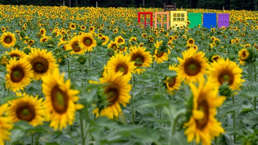 Take advantage of this year's beautiful blooms at these 9 NJ flower farms