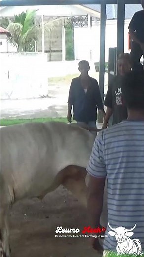 This cow screamed loudly before being slaughtered #cow #cattleworld #bull #bullfarm #animals