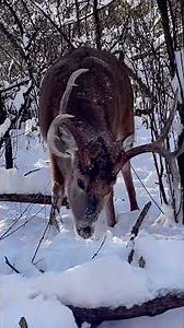 9 degrees light winds but says -15 windchill. Urban Whitetail… #deer #wildlife #outdoors