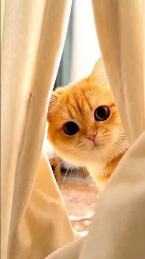 Two cats stole my mobile and are dancing to a song.👀👀👀😡😜#funny #cat #comedy
