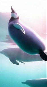 Underwater swimming with dolphins #penguin #wildlife #birds