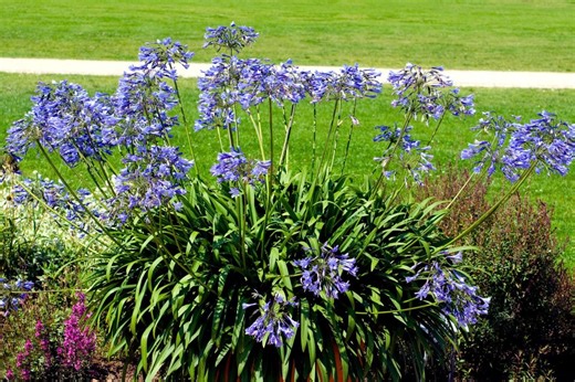 Without this step in October, your agapanthus won’t bloom again next summer - Netmums