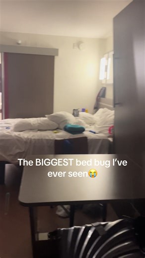 Room Tour: Encountering Bed Bugs