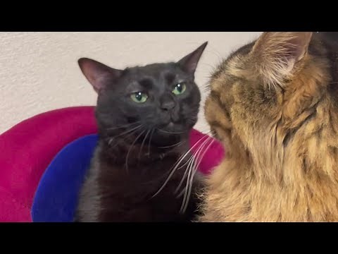 Black cat zoning out TikTok meme compilation