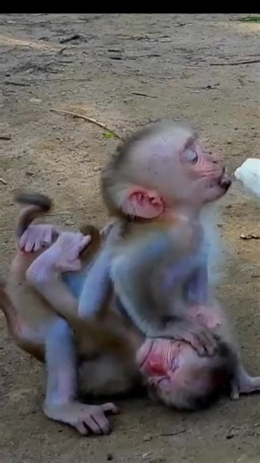 Two Hungry Baby Monkeys Enjoying Food