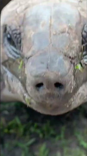 Meet Oliver: Our Gentle Giant Tortoise