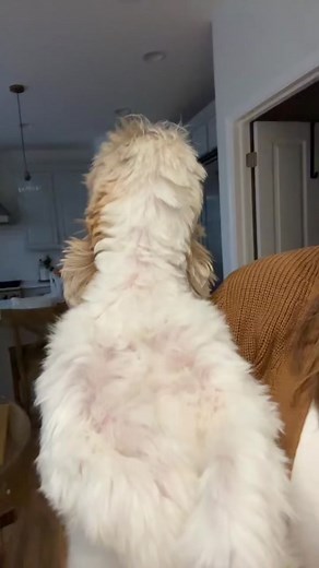 Shihtzu Singing Howl: The Melodic Sounds of a Shih Tzu Dog