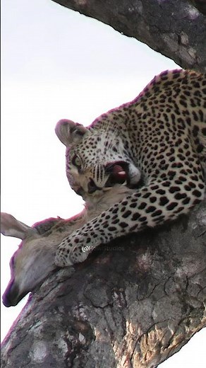 Leopard Eating its Prey on Tree Wincent 80DMR #leopard #nature #wildlife