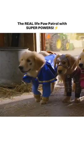 laughing. always 😂🤣 on Instagram: "🎬 Movie: Super Buddies (2013) ​Based on the clips provided, this is the superhero-themed installment of the beloved Disney Air Buddies franchise. ​⭐ Genre: Family | Adventure | Comedy (with a superhero twist) ​⏳ IMDb-Runtime: 1h 21m ​🌟 Rating: 4.3/10 (IMDb) ​☀️ Cast: * John Ratzenberger as Marvin "Gramps" Livingstone ​Jason Earles as Jack Schaeffer ​Voices: G. Hannelius (Rosebud), Cooper Roth (B-Dawg), Jeremy Shinder (Budderball), Ty Panitz (Mudbud), and Te