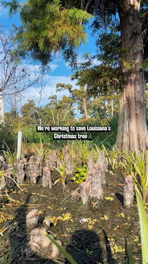 Pontchartrain Conservancy on Instagram: "We’re working to save Louisiana’s own Christmas tree🎄. Our iconic bald cypress forests protect our coast, slow storm surge, anchor wetlands, and create the habitat that makes this place so alive. They’re the oldest residents of our coast🌲💚💙 We’re working to restore and replant them so future generations inherit a stronger, beautiful, and cypress-filled Louisiana. If you want to be part of that impact, you can donate through the link in our bio. 💙💚🌲
