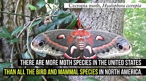 12K views · 470 reactions | #DYK: There are an estimated 160,000 moth species on the planet. To put that in perspective, there are roughly 20,000 species of butterflies. There are more moth species in the U.S. than there are bird and mammal species in all of North America. | Center for Biological Diversity | Facebook