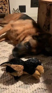73K views · 1.7K reactions | Do you know how to say "play with me" in Germanshepherd language? Sounds on and learn! | German Shepherd Universe | Facebook
