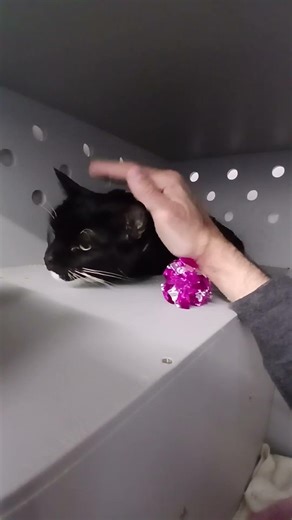 Kali 242869 | NYCACC