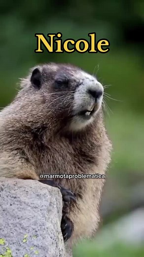 Marmot Screaming Funny Video Compilation - Nicole, Gopher, and More!
