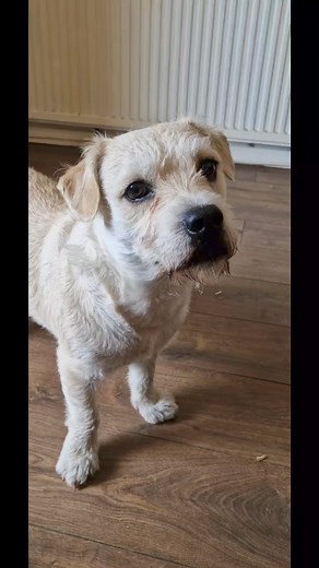 72K views · 6.7K reactions | Deefa and the Dog Whisperer #funnyreelsvideo #HilariousPets #talkingdog #funnydog | Paul Cooper | Facebook