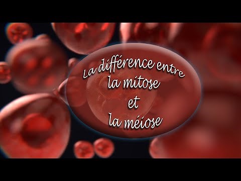 Différence entre Mitose et Méiose.