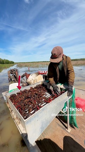 How to Set Crawfish Traps for Live Crawfish Delivery