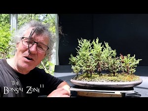 Pruning My Giant Sequoia Forest, The Bonsai Zone, June 2024