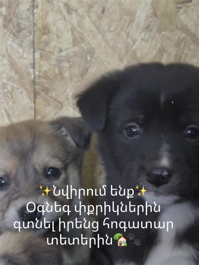 #մգնիրորդեգրիր #adoptme #forevrhome #շուն