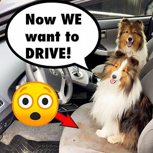 Biscuit & Cricket are back from the beach! And BOY have they left the car a mess! This calls for action! 🚗🐶🚗 It's a classic Biscuit Talky on Cricket "the talking dog" Chronicles. ❤️ #sheltie #doggo #dogsofinstagram #sheltiesoffacebook #dogs | cricket.chronicles
