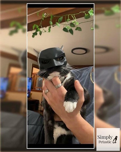 Superhero Cat Mask for TikTok Trends