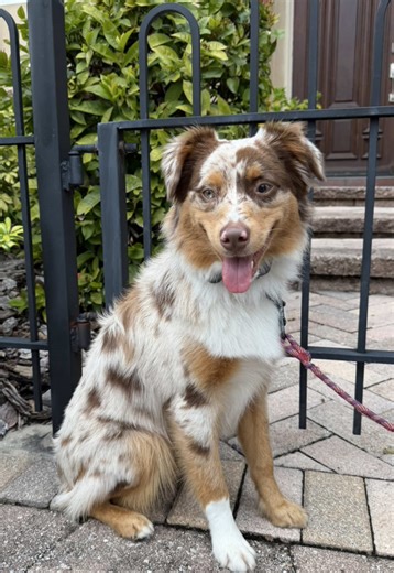 oh to be a mini aussie 🥰🐶 #dogs #aussie #australianshepherd #puppy #fyp
