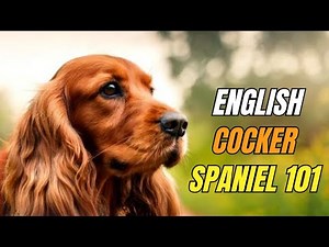 English Cocker Spaniel 101: 10 Facts You MUST Know