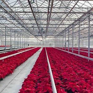 33K views · 132 reactions | Every holiday season, Lennon Farm Greenhouses grows the high-quality Poinsettias | Localish | Facebook