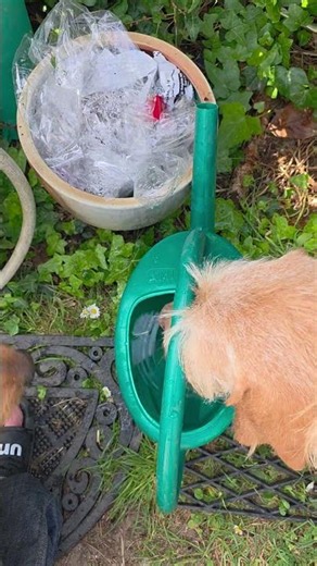 Canicule Griffon Fauve de Bretagne