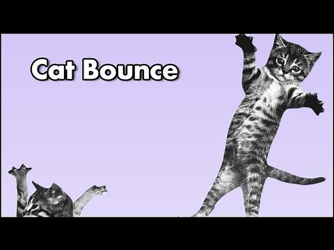 Cat Bounce