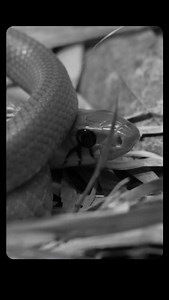 The Black-tailed cribo is one of the longest snakes in the Americas, growing beyond 2.5 metres. Non-venomous and powerfully built, they are known for their alert posture, smooth movement, and calm but commanding presence across forests, grasslands, and river edges. 🤎🤍 Their scales range from olive-brown to charcoal, with a distinctly darker tail that gives them their name. Highly adaptable and wide-ranging, this species plays an important role in maintaining ecological stability, proving that 