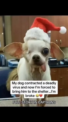 67 reactions · 4 comments | My dog got a virus that almost took his...