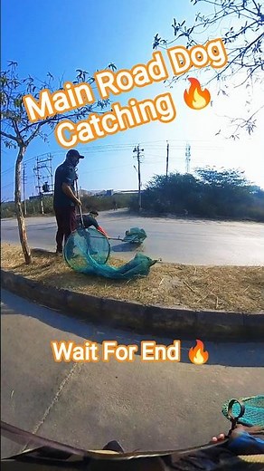 Kya Dog Catching Video #shorts #dog #ytshorts #ytshortsindia